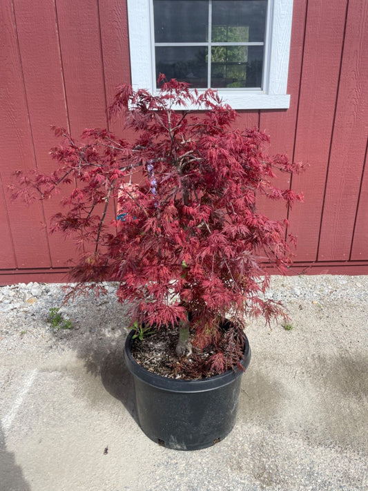 Orangeola Japanese Maple
