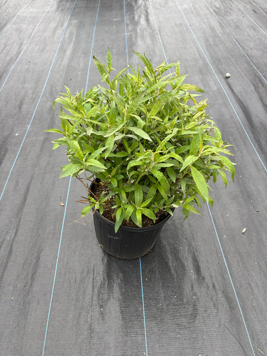 White Profusions Butterfly Bush
