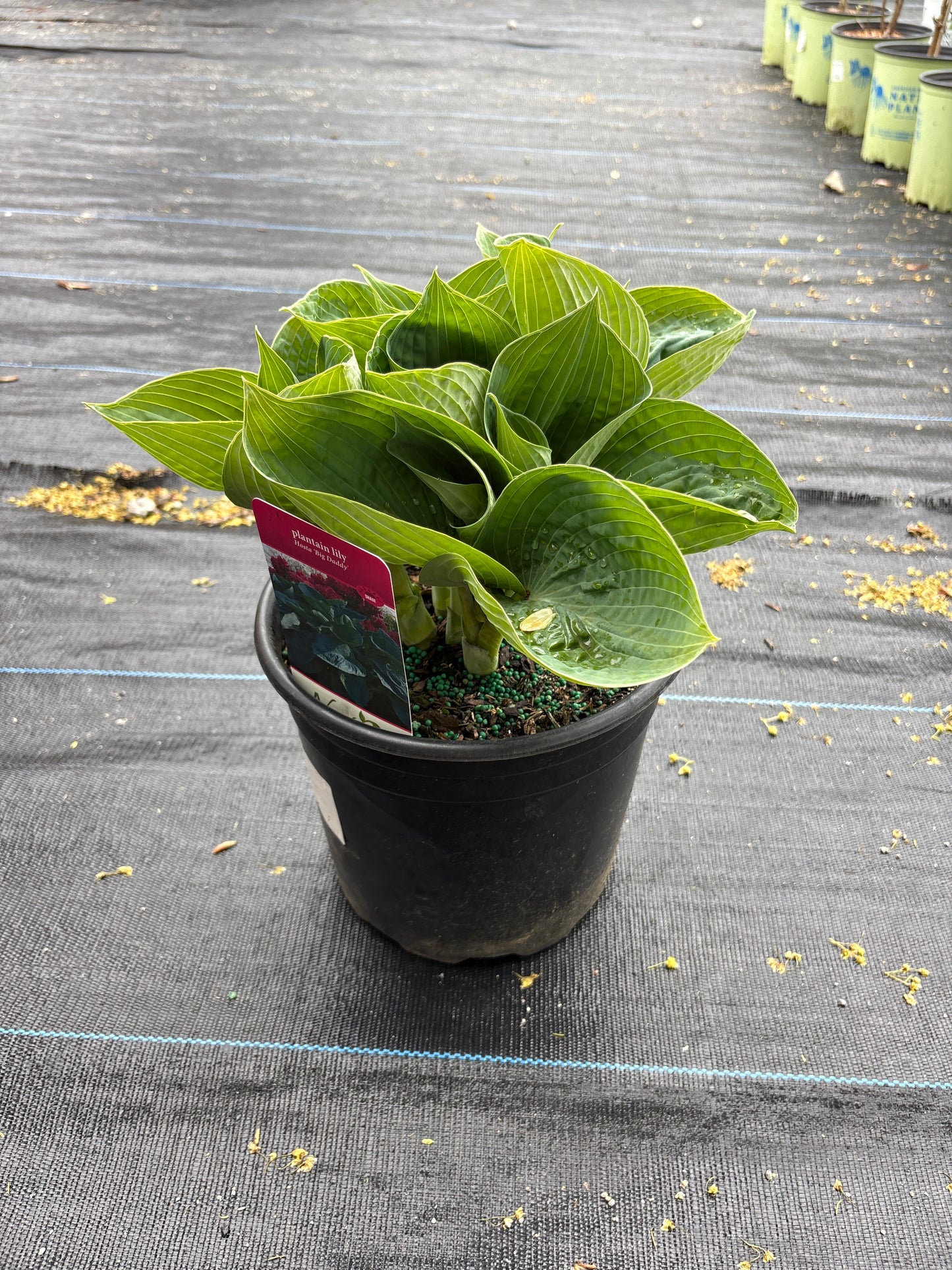 Big Daddy Hosta