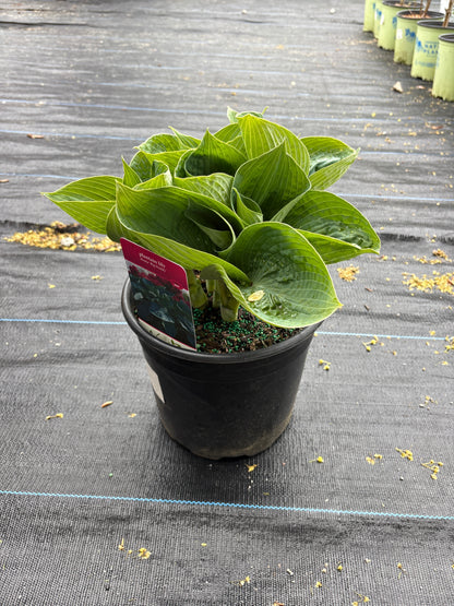 Big Daddy Hosta