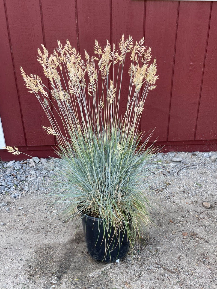 Elijah Blue Fescue
