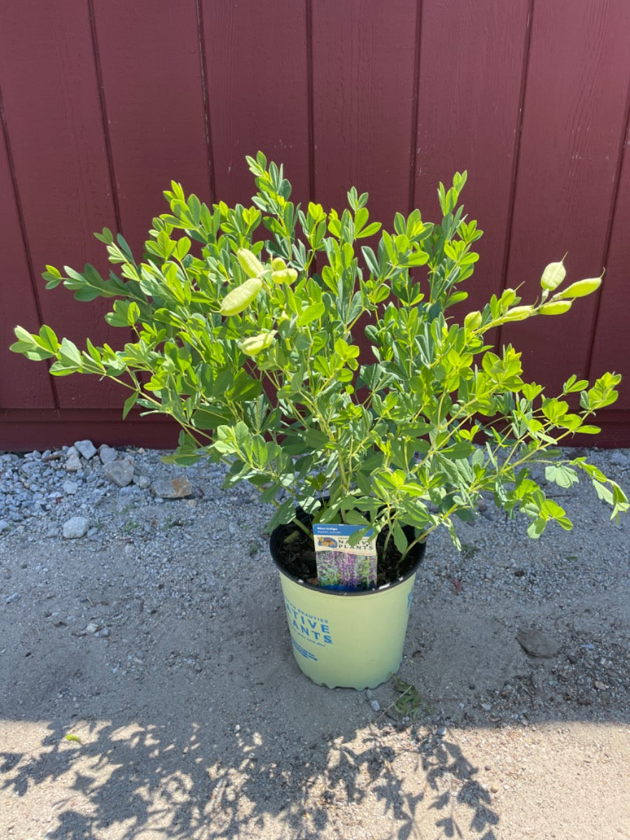 Wild Blue Indigo