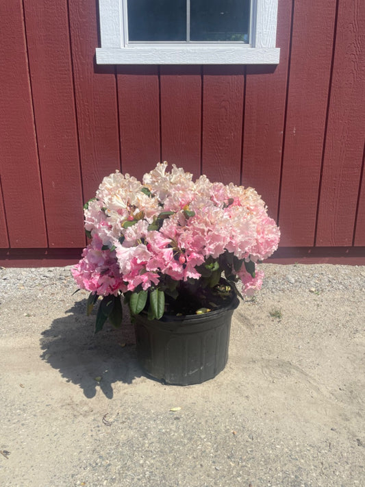Yaku Prince Rhododendron