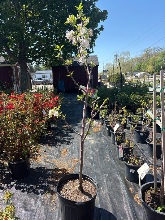 Red Delicious Apple Tree