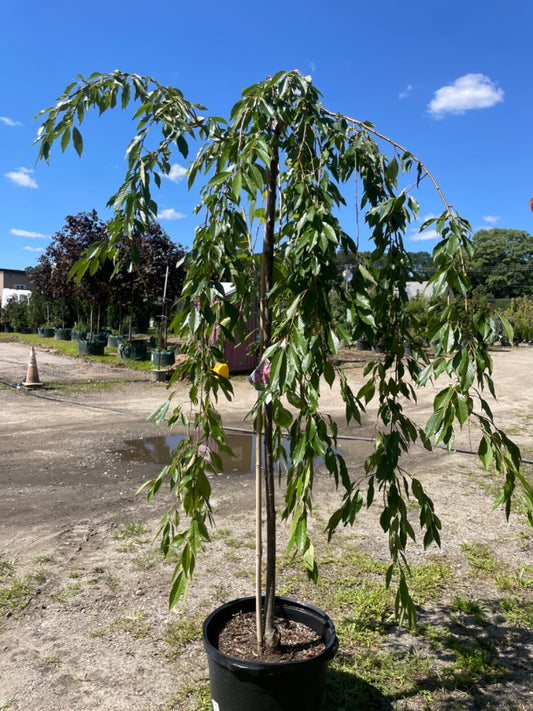 Pink Snow Shower Weeping Cherry