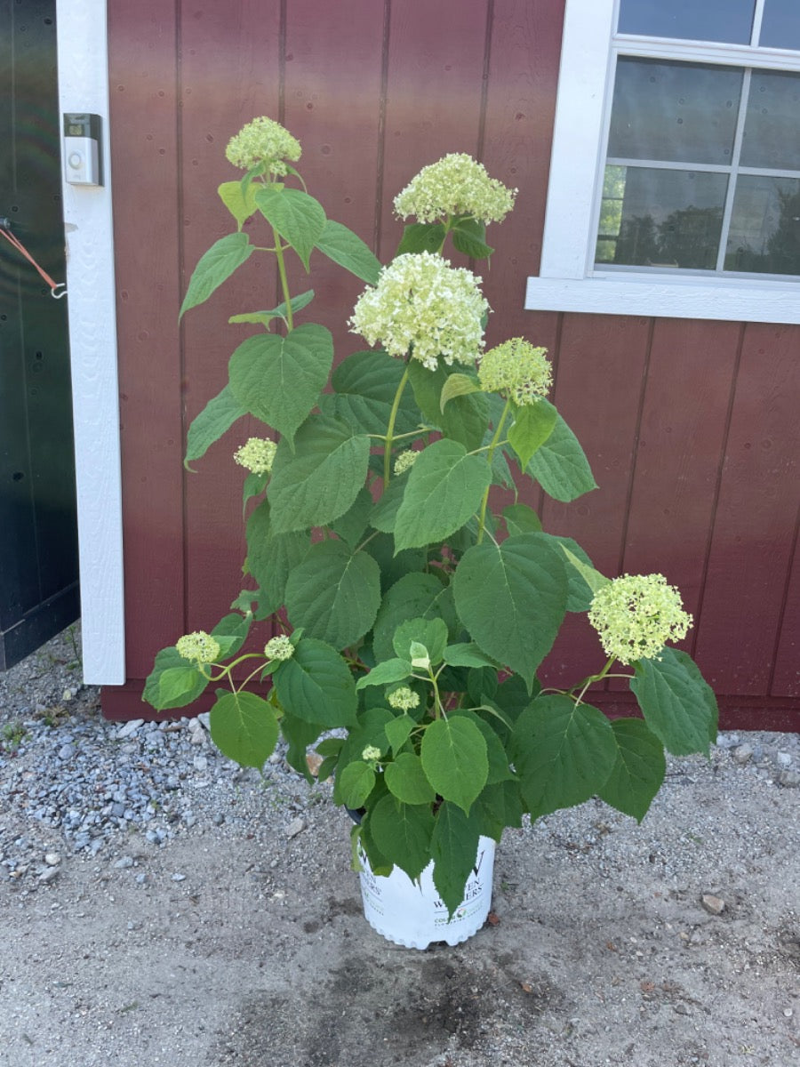 Incrediball Hydrangea