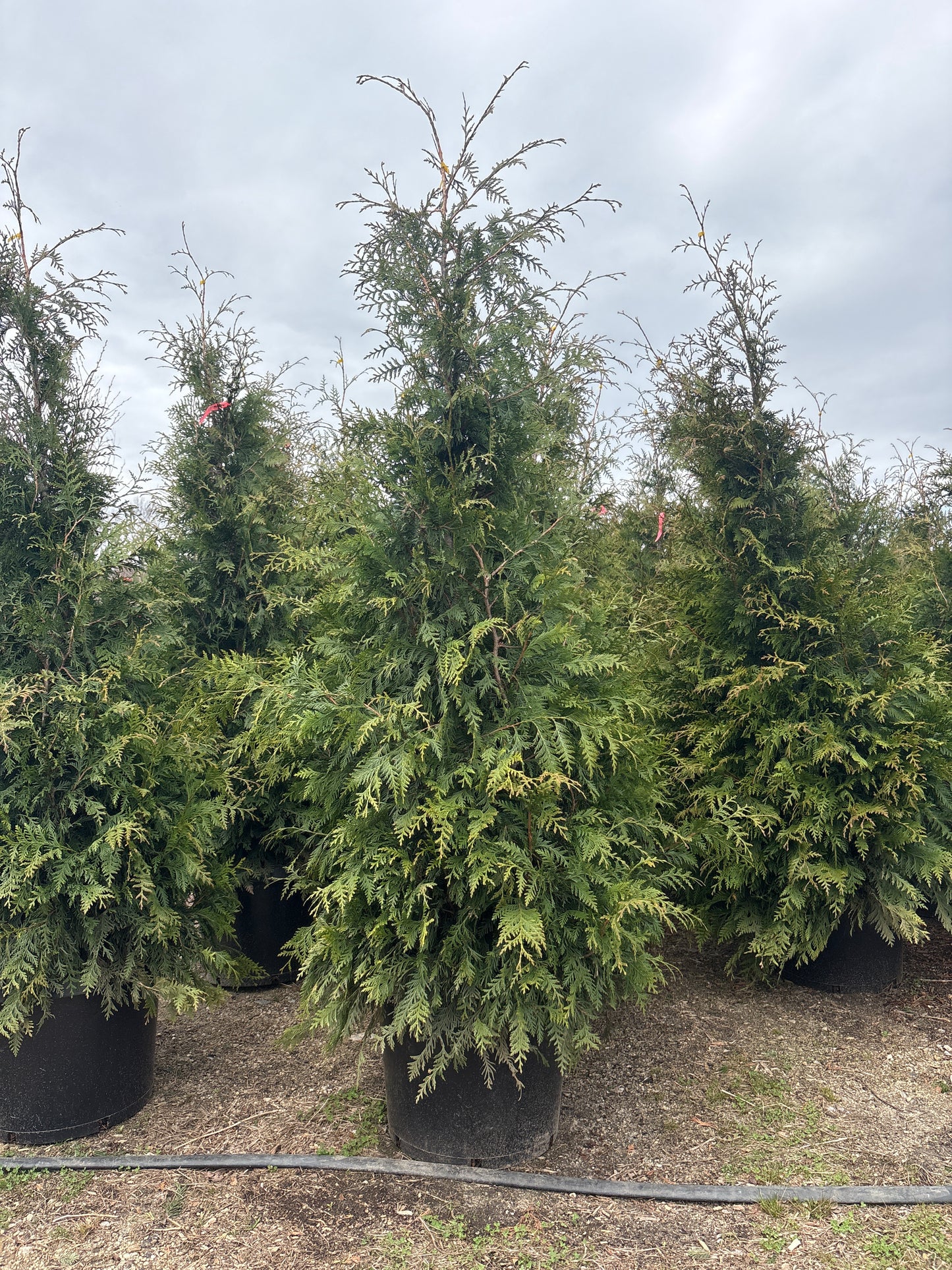Green Giant Arborvitae
