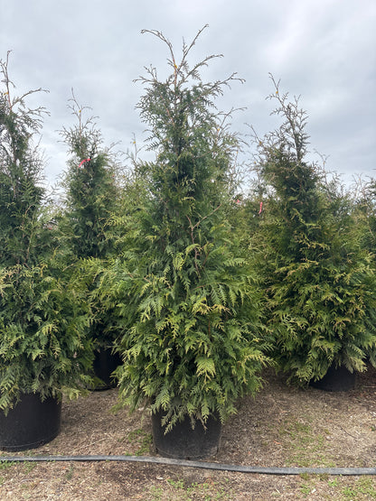 Green Giant Arborvitae
