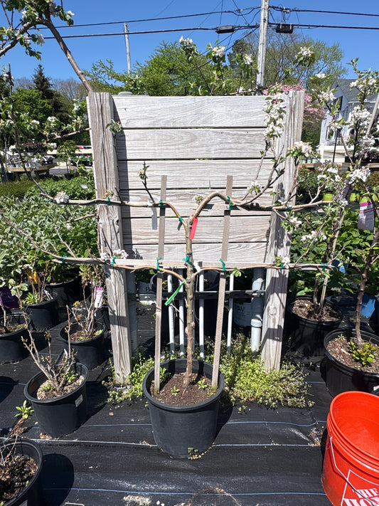 Apple Tree Combo