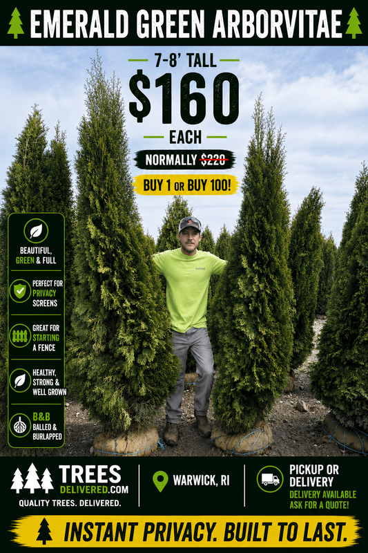 Emerald Green Arborvitae