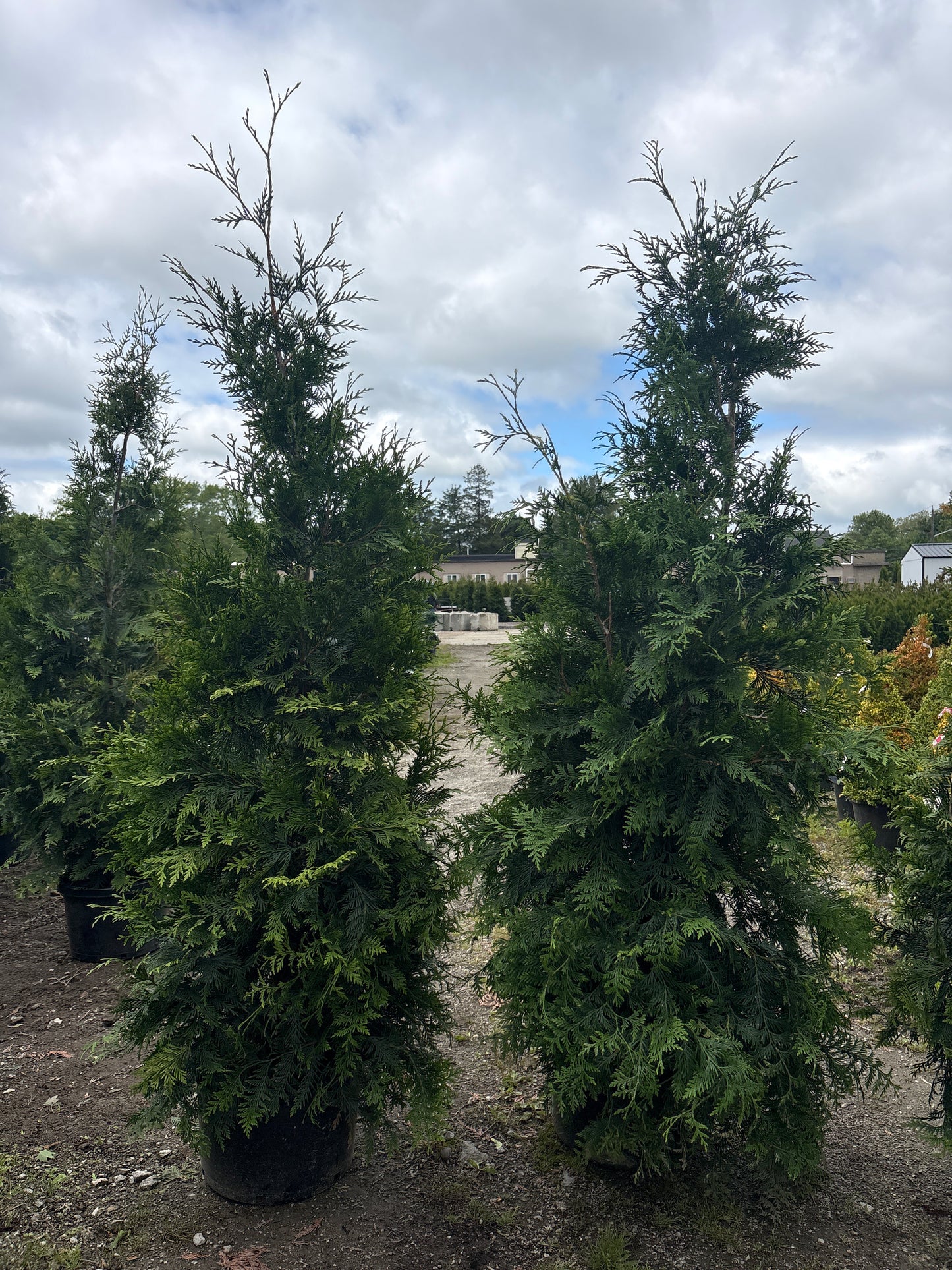 Green Giant Arborvitae