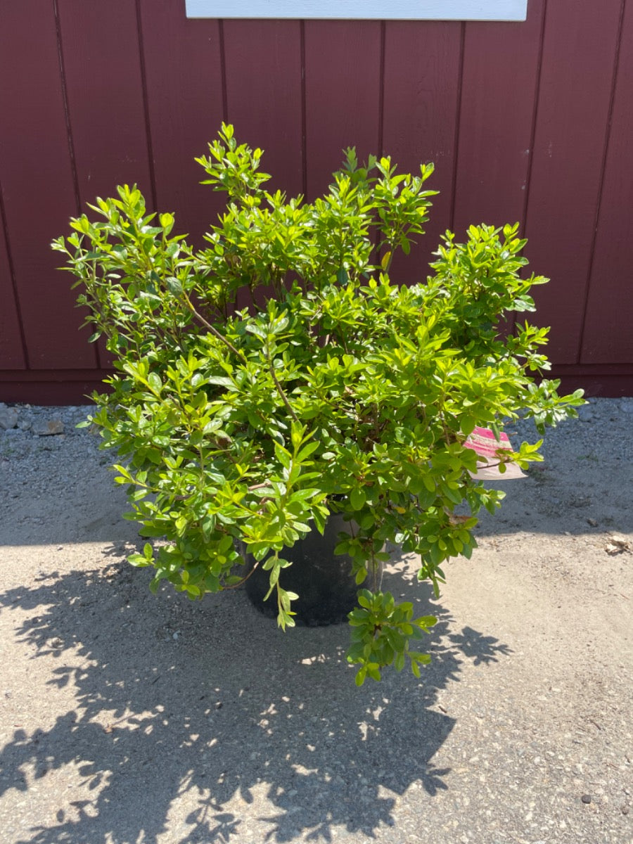 Girard's Pleasant White Azalea