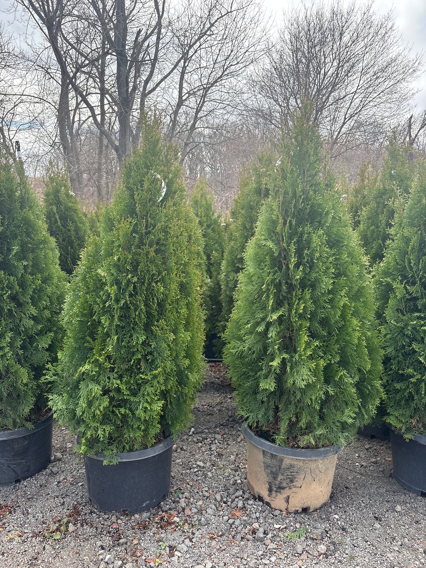 Emerald Green Arborvitae