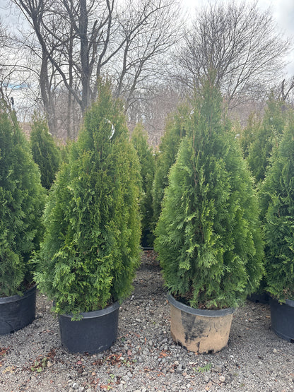 Emerald Green Arborvitae