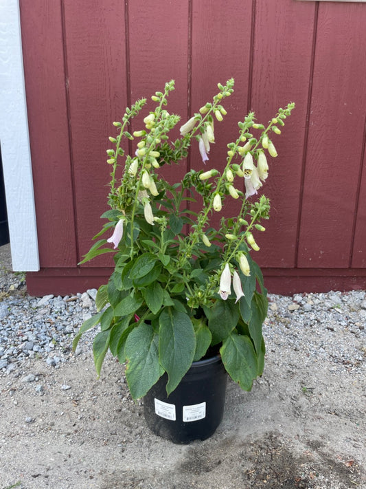 Camelot lavender foxglove
