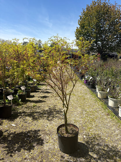 Seiryu Japanese Maple