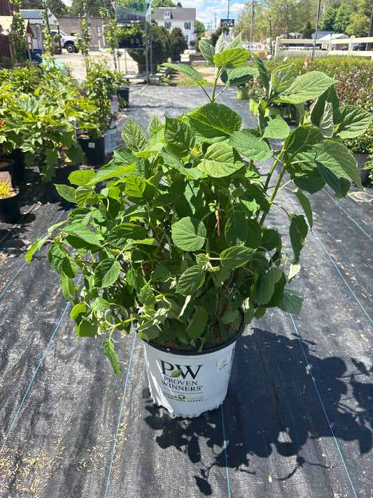 Incrediball Hydrangea