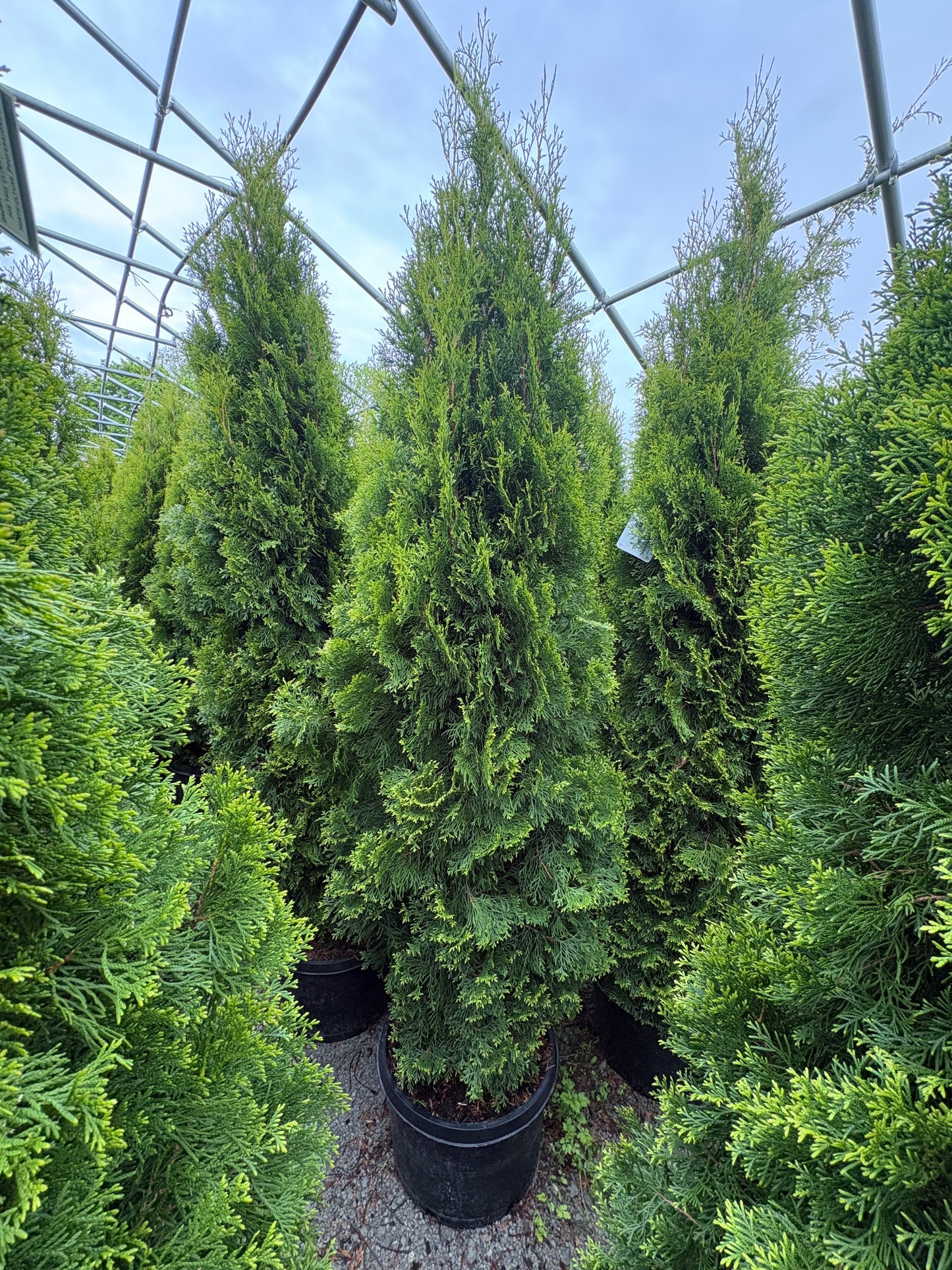 Emerald Green Arborvitae