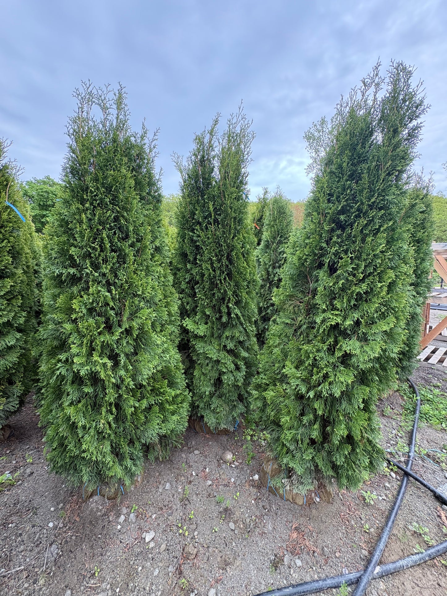 Emerald Green Arborvitae