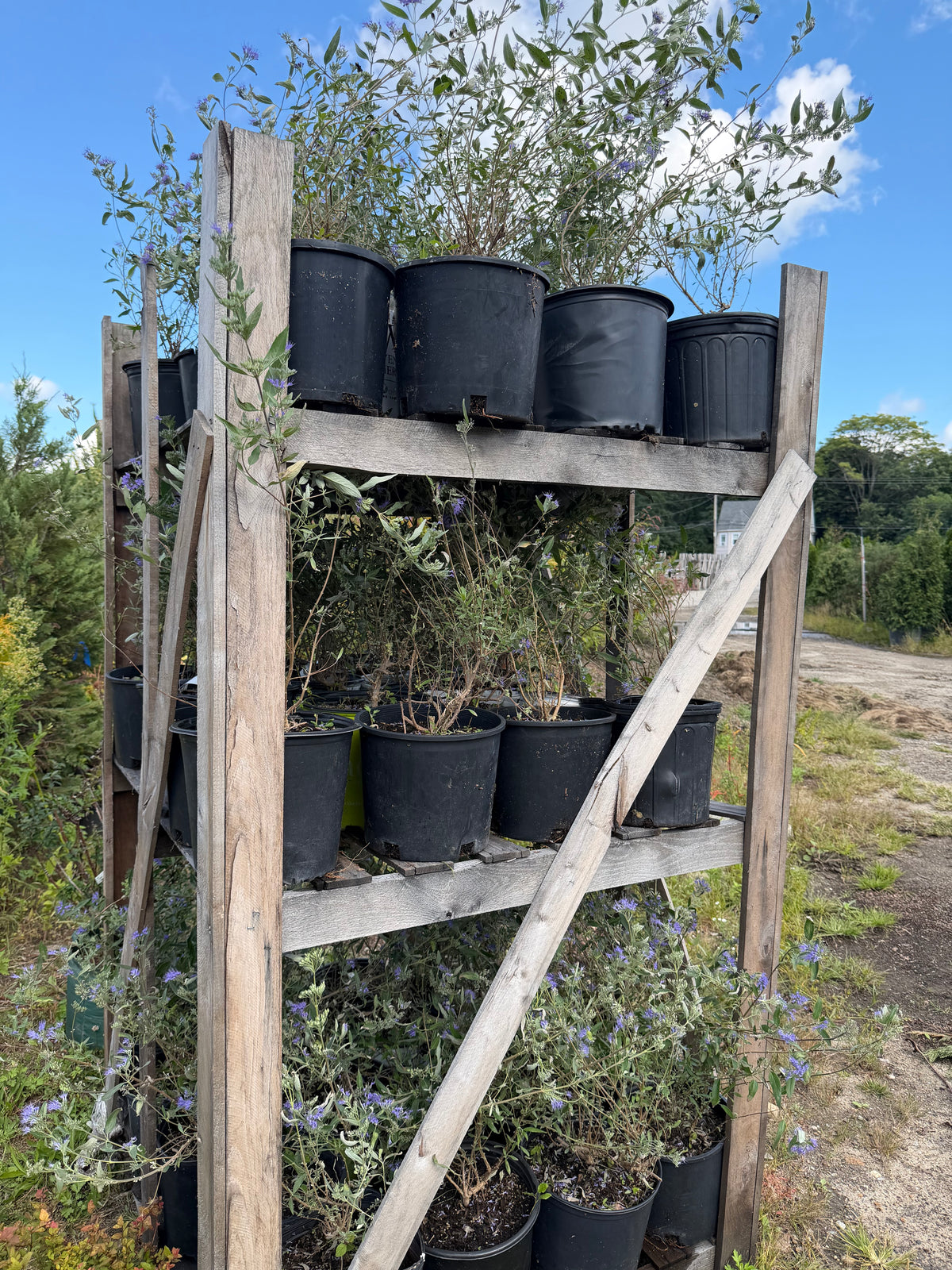 Full pallet - blue mist spirea 3 gallon (60 plants)