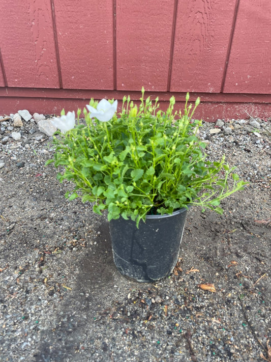 Rapido White Bellflower