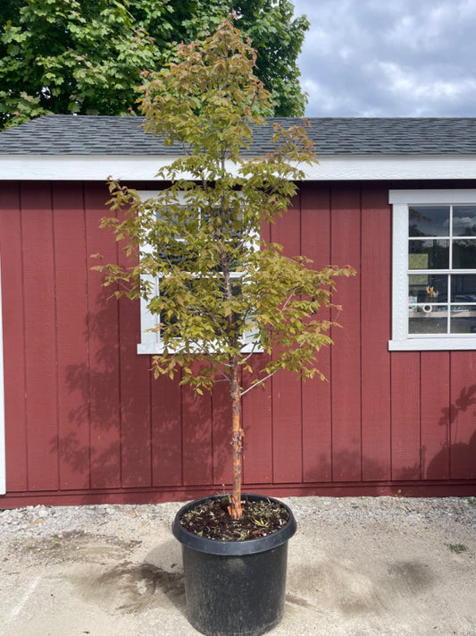 Paperbark Maple