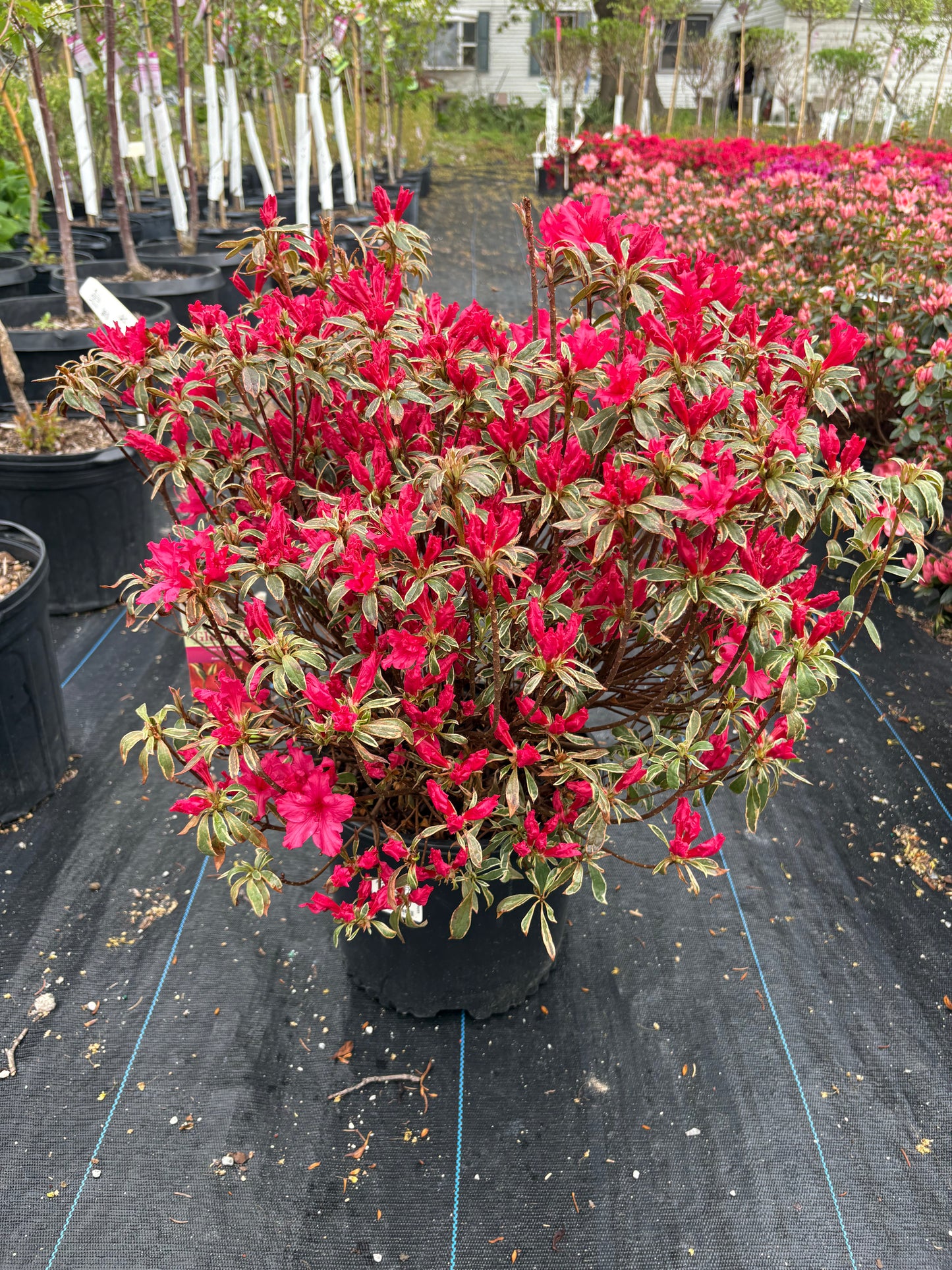 Arctic Rose Azalea