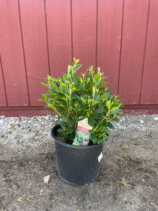 Hummingbird Summersweet