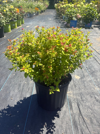 Magic Carpet Spiraea