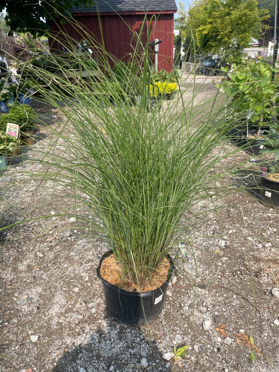 Maiden Grass