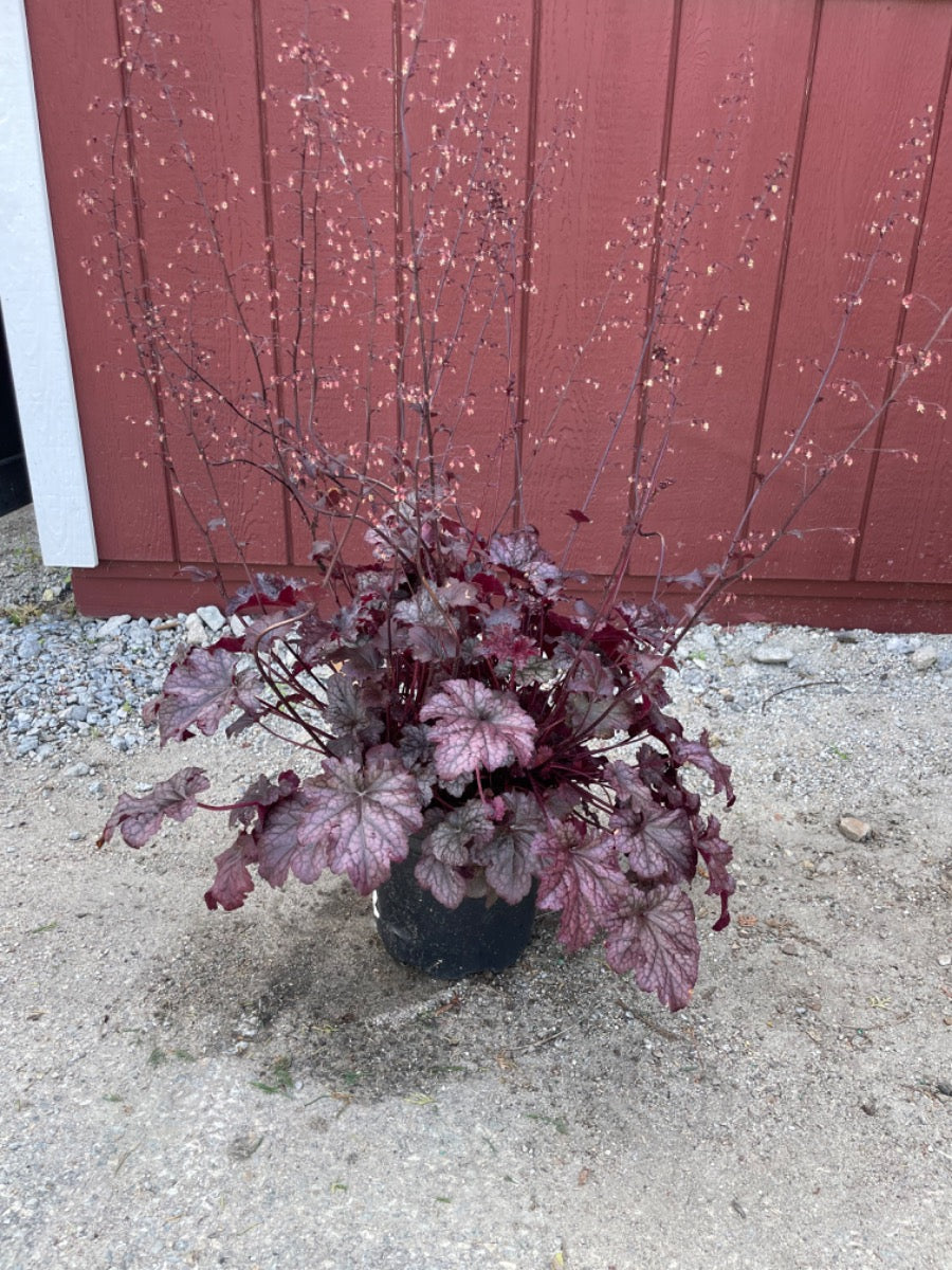 Plum Pudding Coral Bell