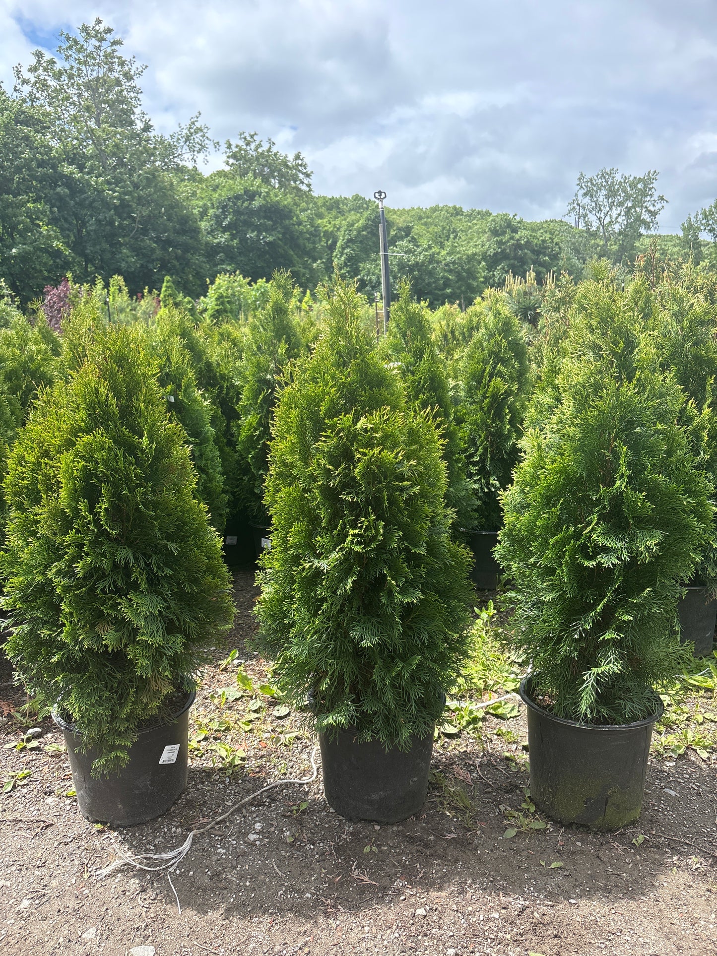 Emerald Green Arborvitae