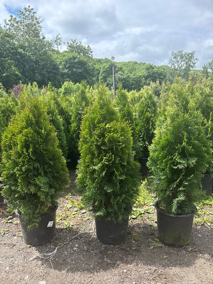 Emerald Green Arborvitae