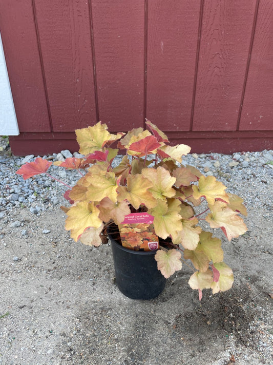Caramel Coral Bell