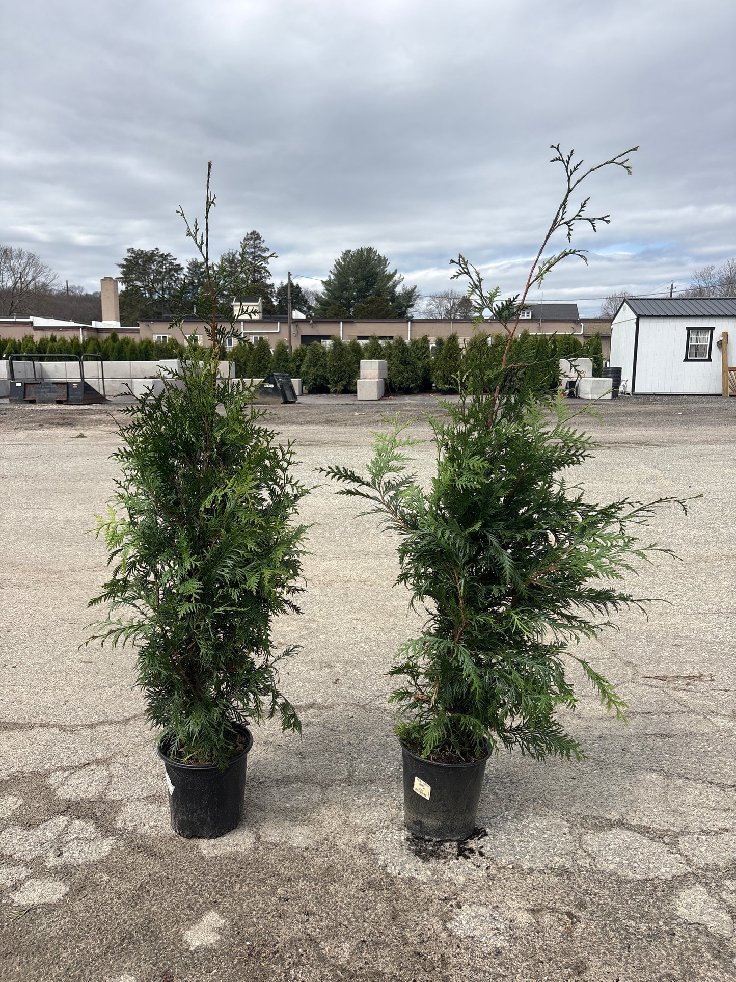 Green Giant Arborvitae