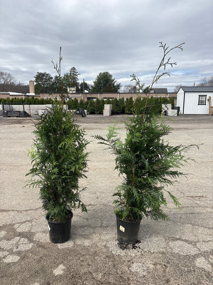 Green Giant Arborvitae