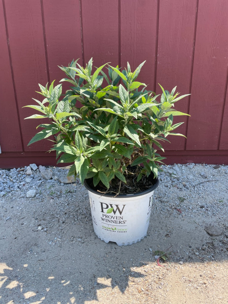 Pugster white butterfly bush