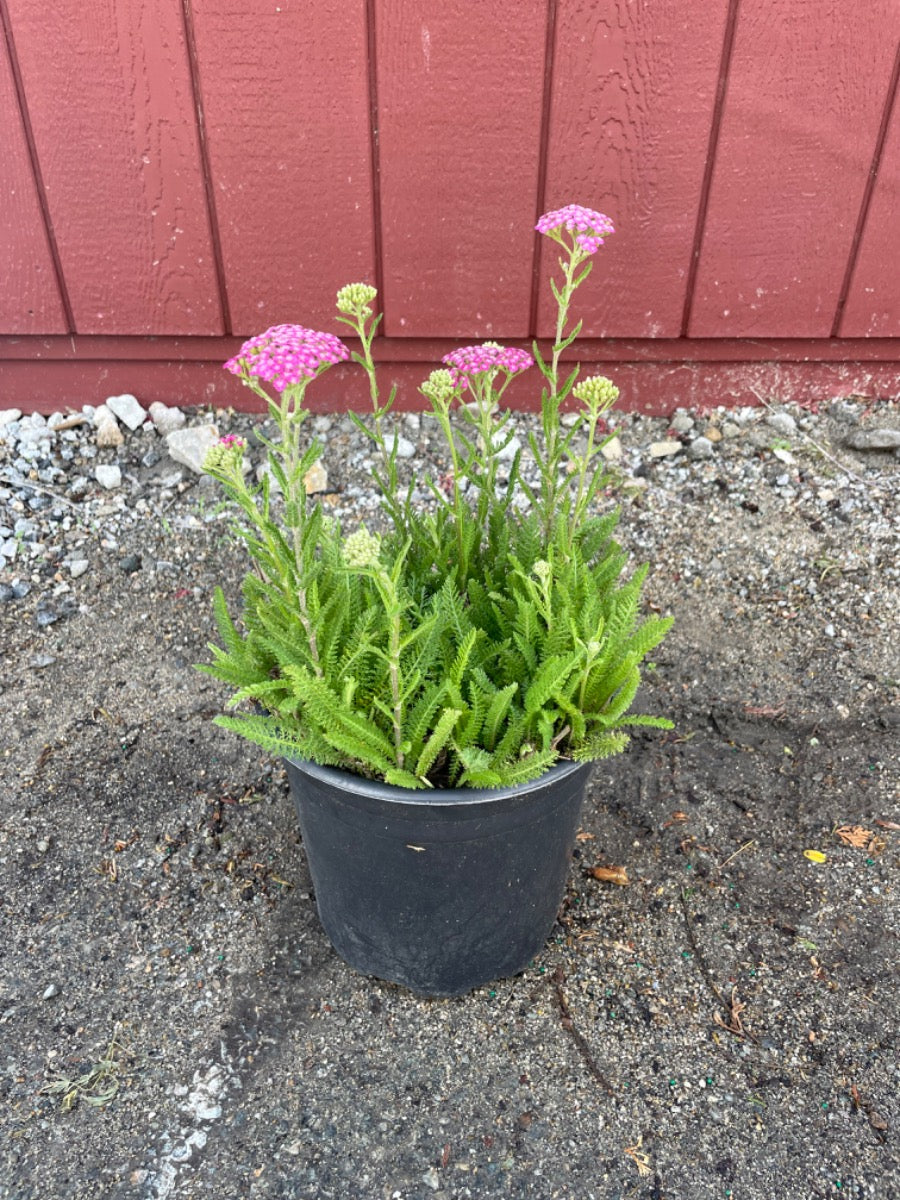 Pink Grapefruit Yarrow