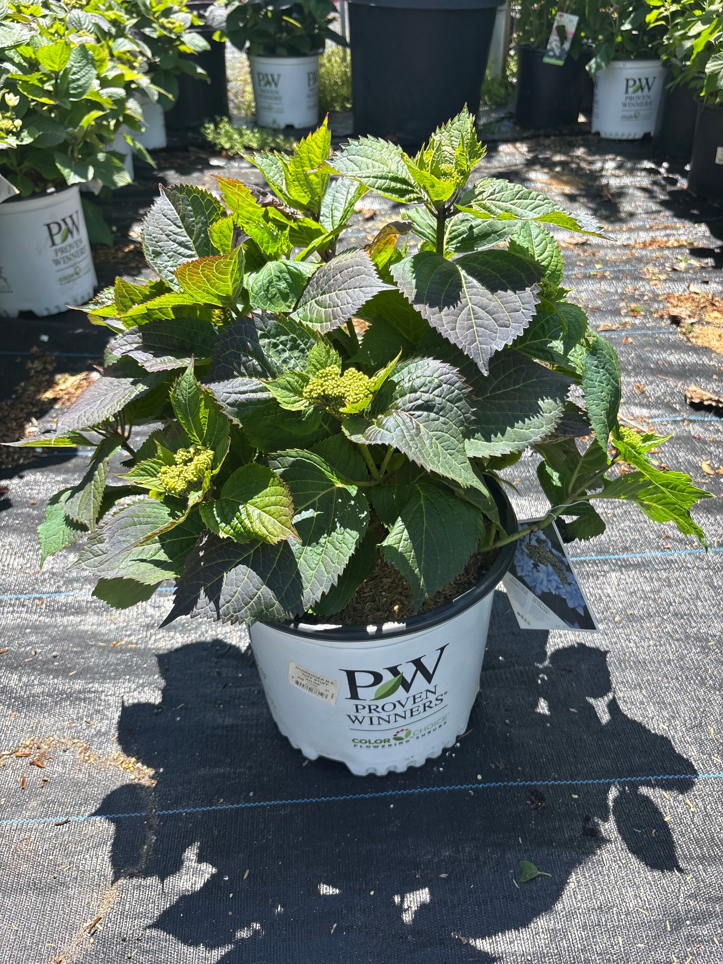 Tuff Stuff Hydrangea