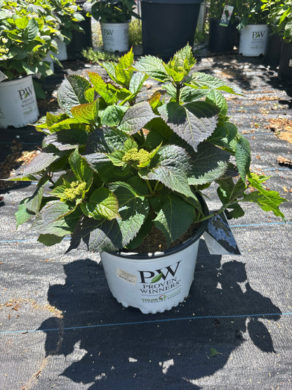 Tuff Stuff Hydrangea