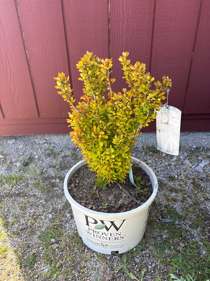 Golden Rocket Barberry