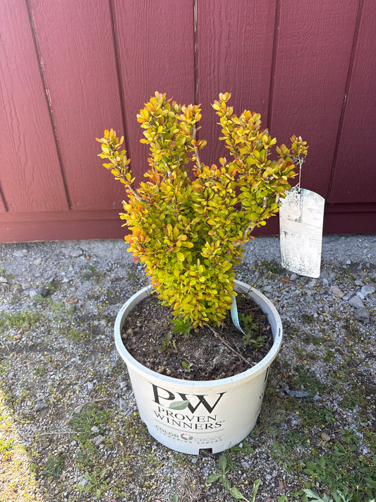 Golden Rocket Barberry