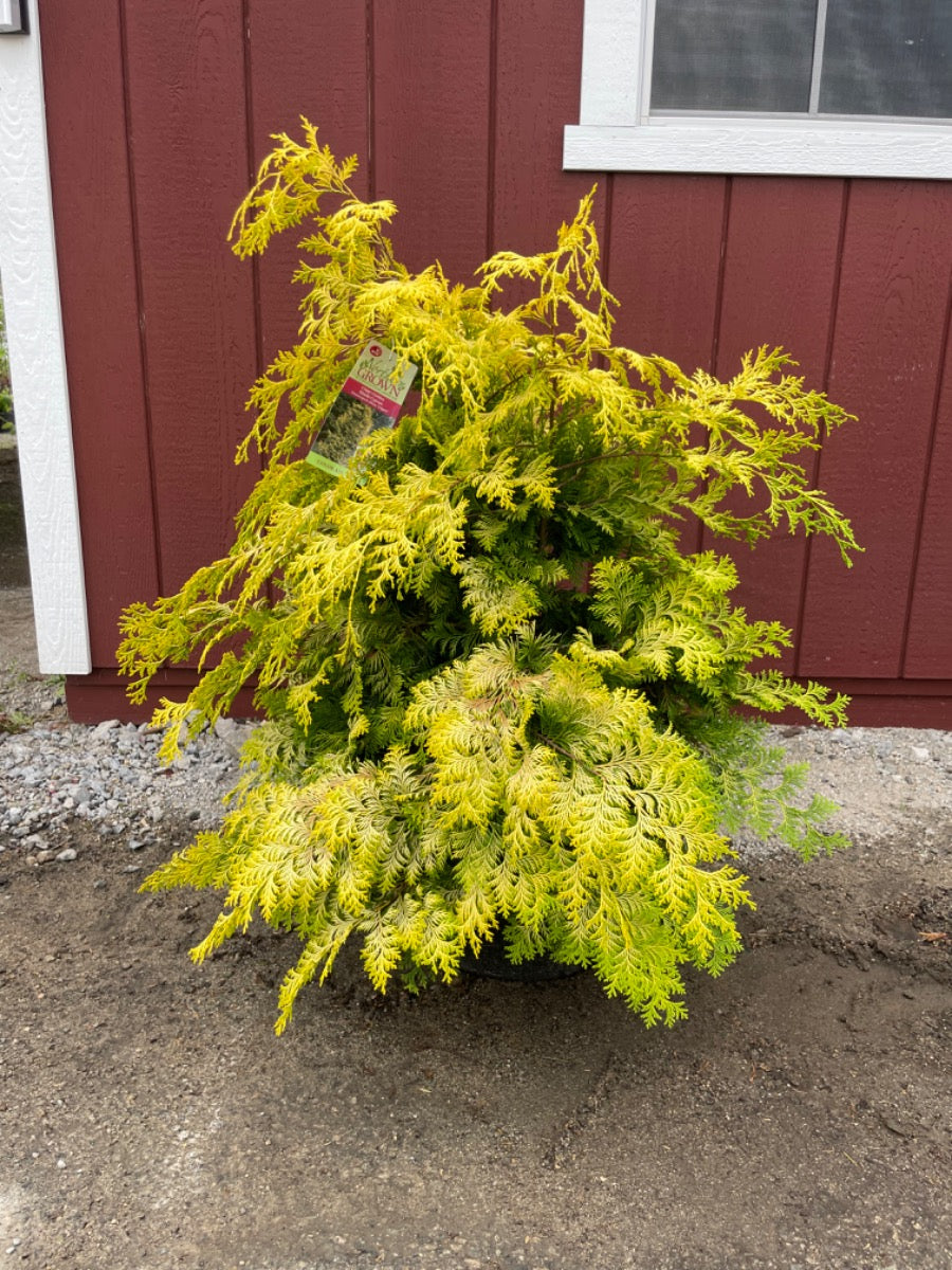 Cripps Golden Hinoki Cypress