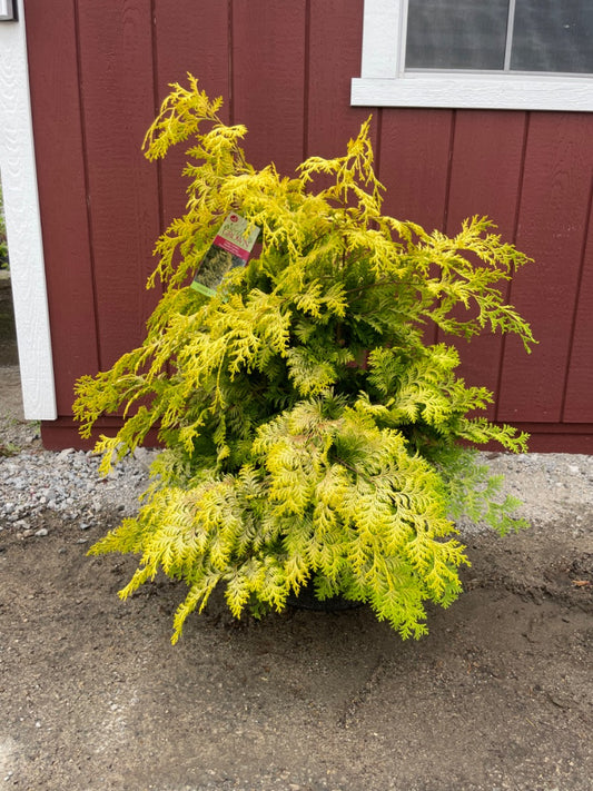 Cripps Golden Hinoki Cypress