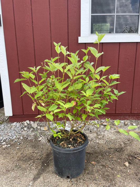 Baileyi Red Twig Dogwood
