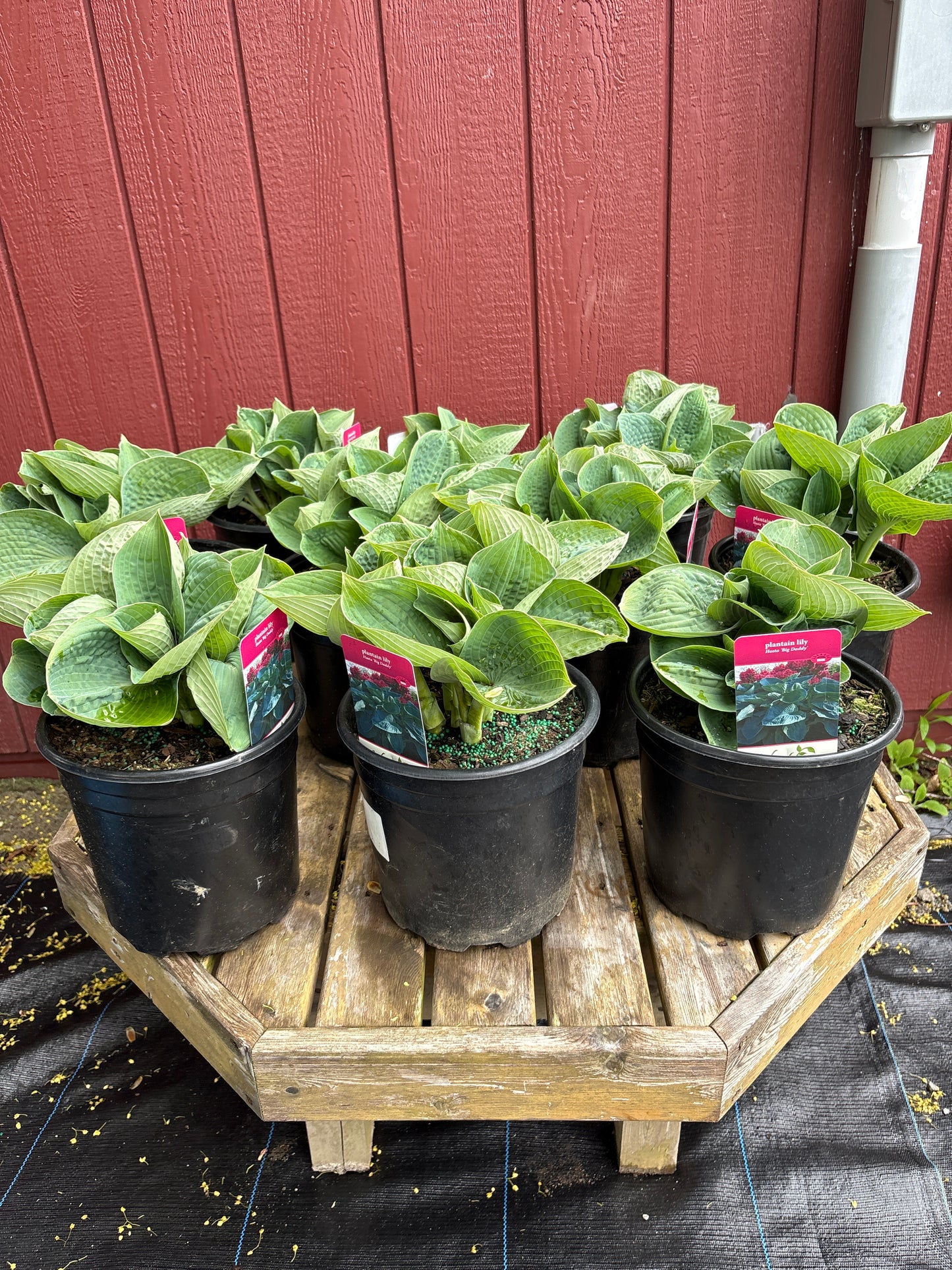 Big Daddy Hosta