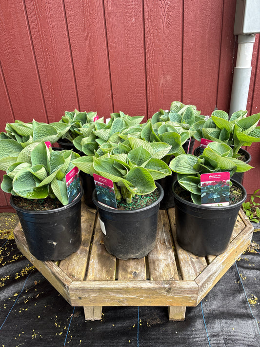 Big Daddy Hosta