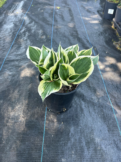 Patriot Hosta