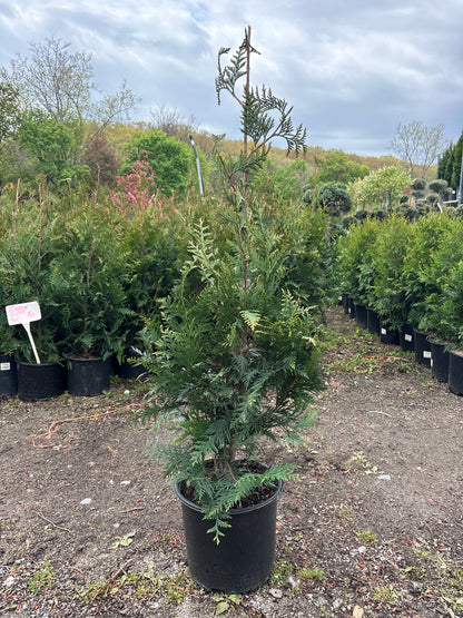 Green Giant Arborvitae