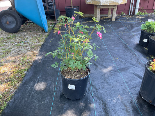 Bleeding Hearts